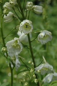 Delphinium e Double Innocence